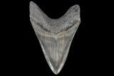 Serrated, Lower Megalodon Tooth - Georgia #69760-2